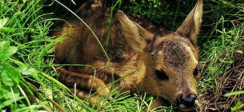 Cuccioli di capriolo: non toccateli e non prelevateli